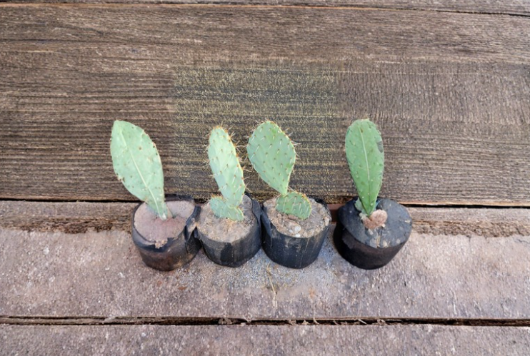 Live Prickly Pear Cactus Cutting Opuntia Pad for Propagation Desert Plant Ready to Grow
