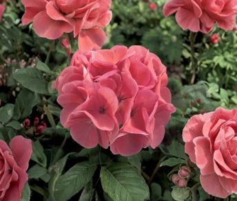 8 Ivy Geranium Fresh Cuttings Assorted Colors Pelargonium Peltatum Trailing Flowering Plant Stems for Rooting