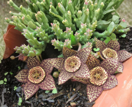 Orbea variegata Lifesaver Plant Cuttings 3 Inch Succulent 2 Count