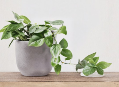 Philodendron Cordatum Heart Leaf Cuttings 4 Count 6 to 8 Inch Rooting Indoor Houseplant Vine
