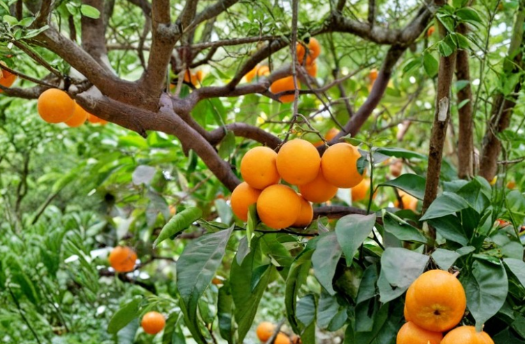 California Navel Orange Scion Cuttings 5 Citrus Sinensis 6-8 Inch Grafting Wood Fruit Tree