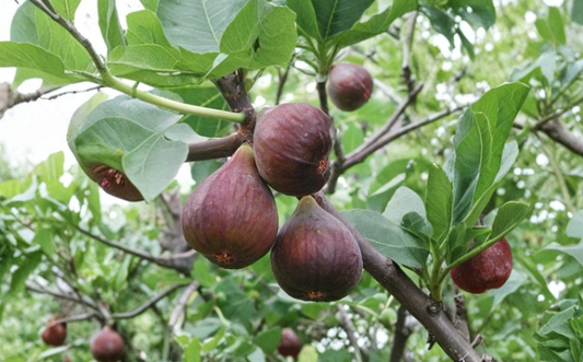 3 Hardy Chicago Fig Tree Cuttings Ficus Carica Organic Branches 6-12 Inch Scion Wood for Grafting