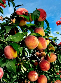6 Yellow Peach Tree Cuttings Prunus Persica Unrooted Fresh Scions Organically Grown for Grafting