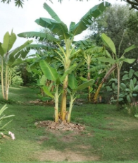 Double Mahoi Banana Tree Rooted Starter Plant Musa Tropical Fruit Plant Small Live Banana Plant