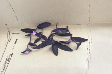 Purple Jade Plant Cuttings 6 Count Tradescantia Pallida Unrooted Trailing Perennial
