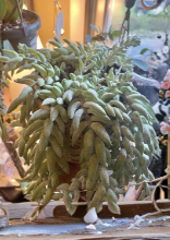 Burros Tail Succulent Cutting Sedum Morganianum Trailing Houseplant Live Unrooted