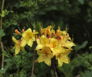 Canary Isles Aromi Azalea Starter Plant Deciduous Rhododendron Small Flowering Shrub for Garden Beds