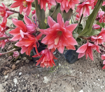 Red Orchid Cactus Disocactus Ackermannii 6 Cuttings 4 to 8 Inch Epiphyllum Plant Stems for Propagation