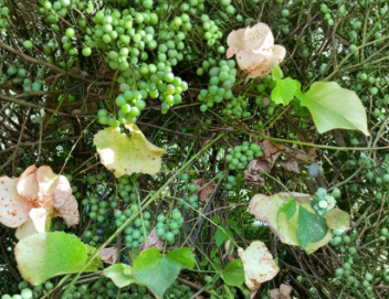 15 Cold Hardy Grape Plant Clones Perennial Fruit Vine for Zone 3 4 5 Garden Growing