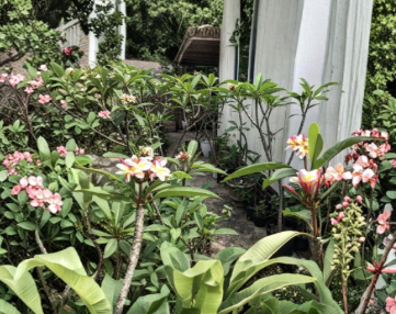 Plumeria Cuttings 8 to 12 Inch Mixed Colors White Pink Yellow Unrooted