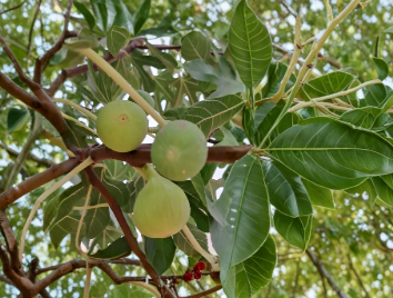 7 Lattarula Fig Cuttings Ficus Carica Fresh Fruit Tree Stems for Propagation White Italian Honey Fig Variety