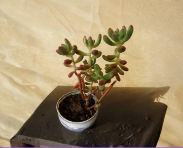Jelly Bean Sedum Pachyphyllum Cuttings 5 Fresh 4 Inch Succulent Stems for Propagation Indoor Plant