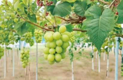 Organic Shine Muscat Grape Cuttings 5 Count Vitis Vinifera Live Vine for Rooting or Grafting Rare Green Table Grapes
