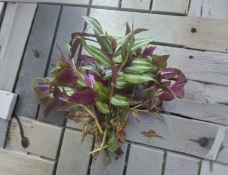 Tradescantia Zebrina Cuttings 10 Count Purple Silver Trailing Plant for Propagation