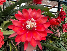 Red Epiphyllum Orchid Cactus Cutting 5 to 9 Inch Unrooted Stem Live Plant