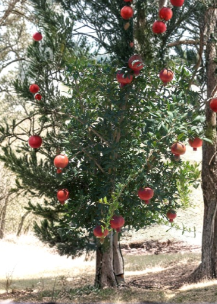 Wonderful Pomegranate Tree Cuttings Lot of 10 Unrooted Punica Granatum Cuttings from Mature Plant