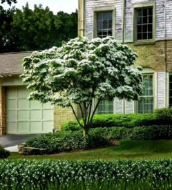 White Kousa Dogwood Tree Cuttings 10 Count Cornus Kousa Unrooted Ornamental Flowering Tree for Propagation