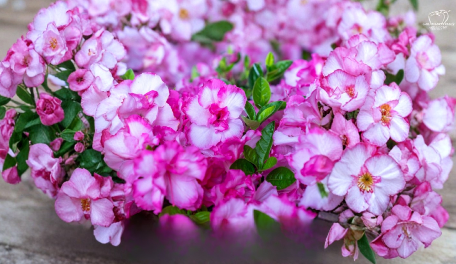 Encore Autumn Kiss Azalea Starter Plant Deciduous Rooted Rhododendron Shrub