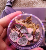 Variegated String of Hearts Cutting in Prop Cup Ceropegia woodii Live Succulent Starter