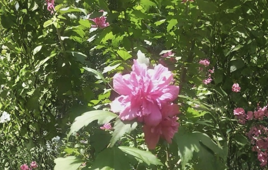 3 Double Pink Rose of Sharon Cuttings Hibiscus Syriacus Althea Shrub Flower Stems for Rooting Garden Plant