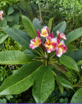 Dalida Mosaic Plumeria 3 Tip Cutting Unrooted Live Frangipani Stem Tropical Flowering Plant for Propagation