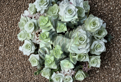 Crassula Perforata Giant Buttons 3 Succulent Cuttings String of Buttons Live Plant for Propagation