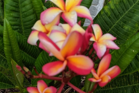 Plumeria Cutting Unrooted Frangipani Stem Minimum 12 Inch Live Plant Cutting