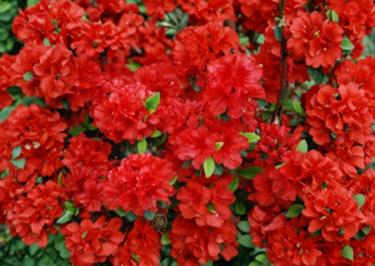 Girard Hot Shot Azalea Evergreen Rhododendron Rooted Starter Plant