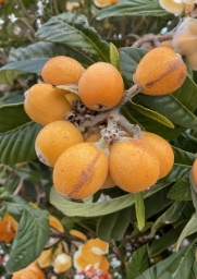 Sunset Orange Loquat Scions 3 Count Eriobotrya Japonica Grafting Cuttings Sweet Fruit Tree Variety