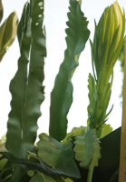 White Epiphyllum Orchid Cactus Cuttings Set of 2 Hylocereus Live Plant Stems Large Bloom Night Flowering Cactus