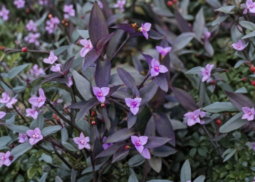 12 Purple Heart Tradescantia Cuttings Tradescantia Pallida Live Plant Stems for Propagation Indoor Outdoor Groundcover