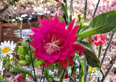 Kiwi Nicky Lynette Epiphyllum Cuttings 8-10 Inch Unrooted Orchid Cactus Stems for Propagation