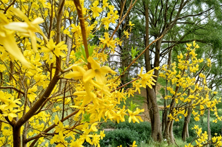 15 Yellow Bell Forsythia Cuttings Hardy Ornamental Shrub Stems for Propagation Spring Flowering Privacy Hedge