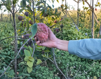 Red Geffner Atemoya Scions 3 Count 8 Inch Annona Atemoya Grafting Cuttings Fruit Tree Variety