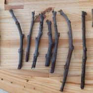 Fig Cuttings Dwarf Black Mission Fig Tree 6 Live Hardwood Cuttings Ficus carica