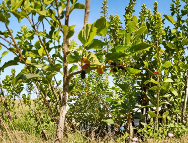 Red Mulberry Tree Cuttings 6 Count 7 to 9 Inch Morus Rubra Unrooted Hardwood Stems