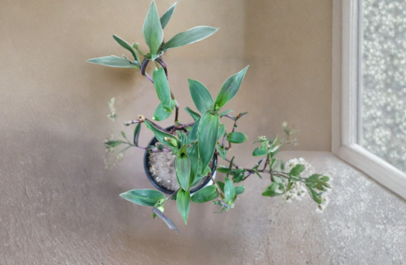 Cyanotis Cerifolia Plant Cuttings Trailing Houseplant Stems for Propagation Indoor Fuzzy Silver Blue Foliage