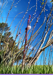 Pussy Willow White Tree Stems Salix discolor Unrooted Cuttings Set of 5 6–7 Inch