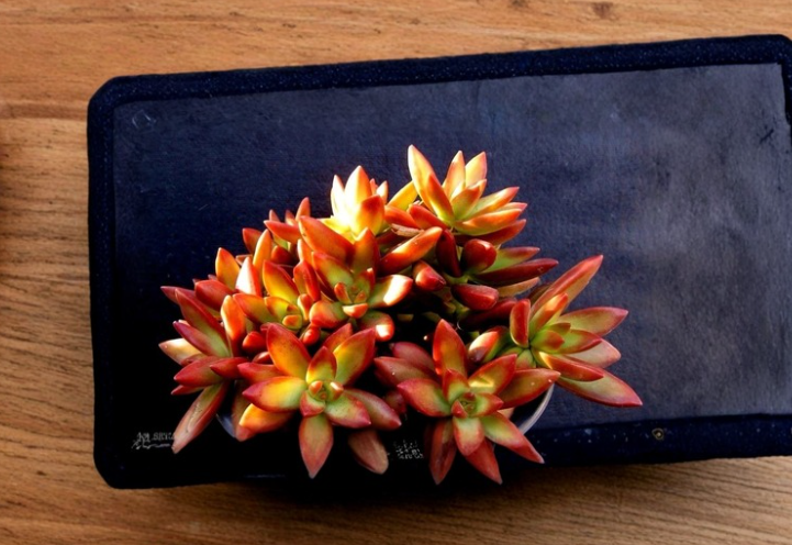 Sedum Adolphii Firestorm Cuttings 2 Succulent Pups Orange Red Rosette Plant