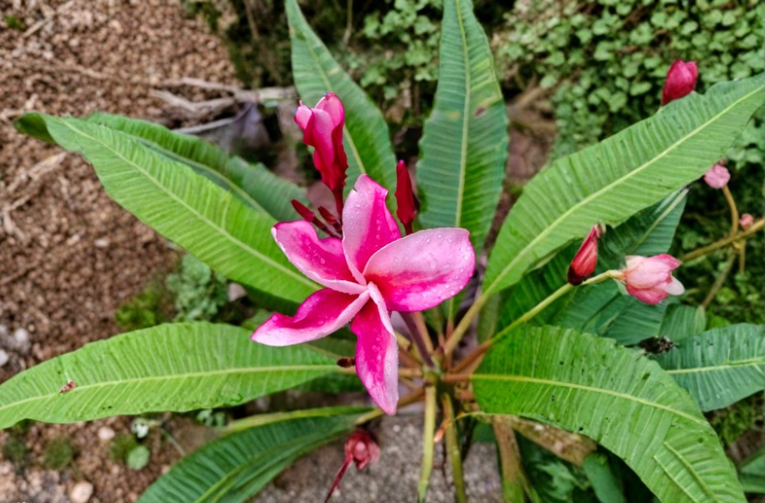 Princess Victoria Plumeria Cutting 1 Tip Plumeria Rubra Frangipani Live Plant Stem for Propagation