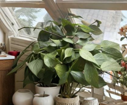 Hoya Polyneura 1 Node Fresh Cutting Live Unrooted Plant Fishbone Hoya Rare Trailing Houseplant for Propagation