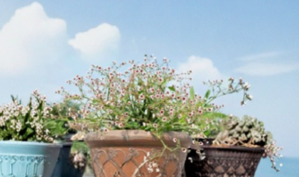 Euphorbia guiengola Rooted Caudex Succulent Plant 4 Inch Hanging Specimen