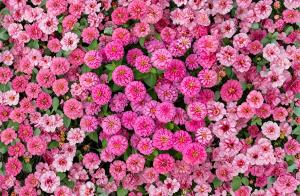 Luminosa Zinnia Seeds 100 Count Zinnia Elegans Bright Pink Heirloom Flower Garden and Bouquet Variety