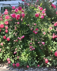 Climbing Rose Cuttings 8 Unrooted Stems Live Plant for Rooting or Grafting