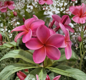 Royal Hawaiian Pink Plumeria Cuttings 2 Count 8 to 12 Inch Unrooted Frangipani Plant