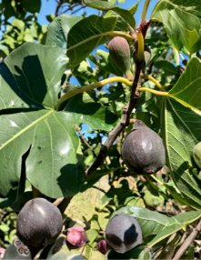 Violetta de Bordeaux Fig Cuttings 6 Live Hardwood Fig Tree Cuttings Ficus carica