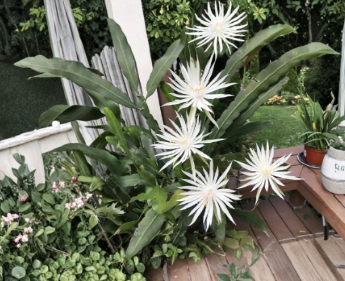 3 Epiphyllum Orchid Cactus Cuttings Night Blooming Cereus Hookeri Strictum Unrooted Stems for Propagation