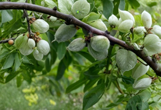 Garden Prince Almond Cutting 6-8 Inch Prunus Dulcis Fruit Tree Scion for Rooting or Grafting