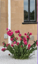 Torch Glow Bougainvillea Small Rooted Starter Plant Compact Flowering Shrub for Container or Garden