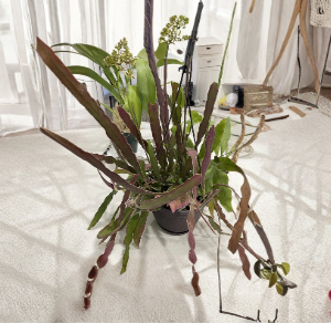 8 Hookeri Epiphyllum Cuttings Plus 2 Night Blooming Cactus 6-8 Inch Long Fragrant Orchid Cactus Stems